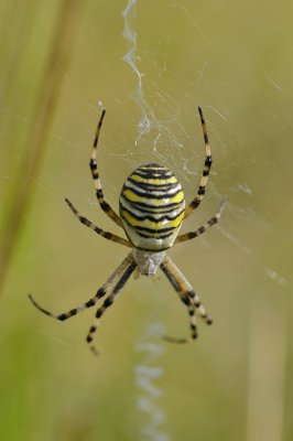 Wespenspin / Wasp Spider / Aamsveen