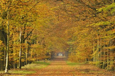 Herfstlaan / Autumn Avenue  Gasselte (Drente)