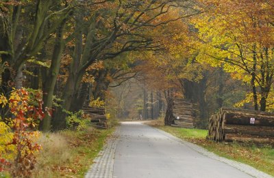 Herfstlaan / Autumn Avenue  Gasselte (Drente)