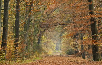 Herfstlaan / Autumn   Avenue  Gasselte (Drente)