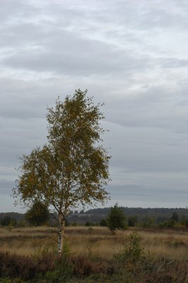 Holterberg / Nijverdal