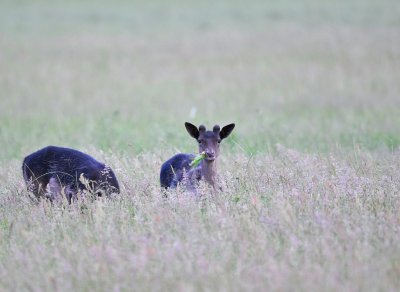 Damhert / Fallow Deer / AWD