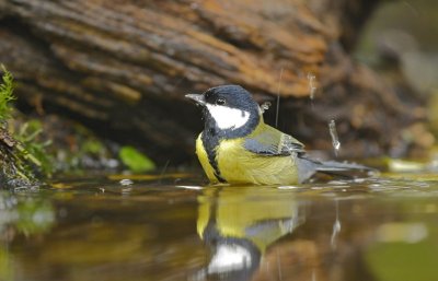 Koolmees / Great Tit / Hof van Twente