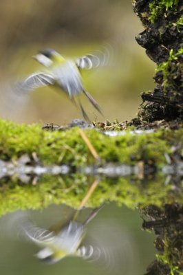 Koolmees / Great Tit / Hof van Twente