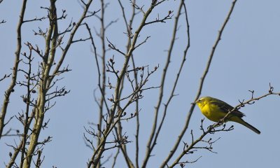 Gele Kwikstaart / Blueheaded Wagtail / Ossenwaard (Deventer)