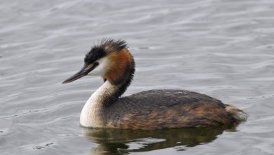Fuut / Great Crested Grebe / Bloemendaal