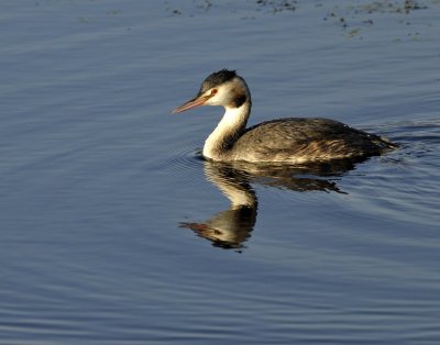 Fuut / Great Crested Grebe / Retentiegebied Hengelo