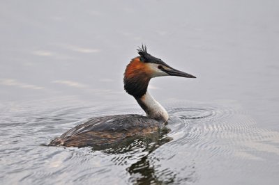 Fuut / Great Crested Grebe / Bloemendaal