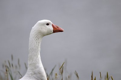 Gans / Goose / Texel