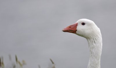 Gans / Goose / Texel