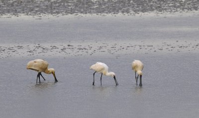 Lepelaar / Eurasian Spoonbill / Texel