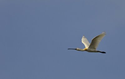 Lepelaar / Eurasian Spoonbill / Texel