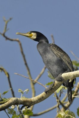 Aalscholver / Great Cormorant / AWD
