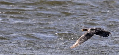 Aalscholver / Great Cormorant /Oelemars