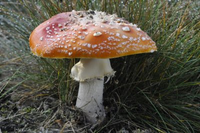 Vliegenzwam / Fly Agaric