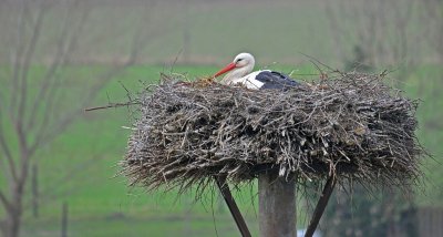 Ooievaar / White Stork / Olst