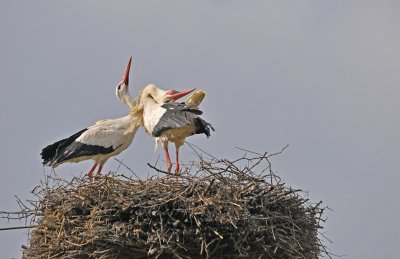 Ooievaar / White Stork / Olst