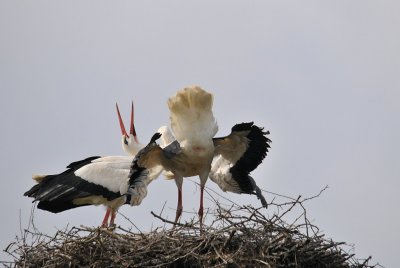 Ooievaar / White Stork / Olst
