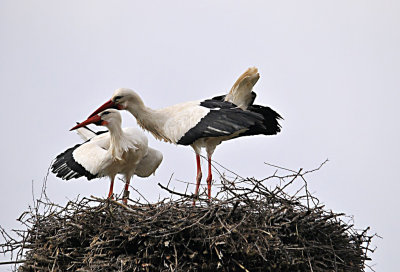 Ooievaar / White Stork / Olst