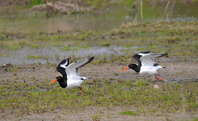 Scholekster / Eurasian Oystercatcher / Hengelo