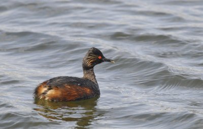 Geoorde Fuut / Black-necked Grebe / Bloemendaal