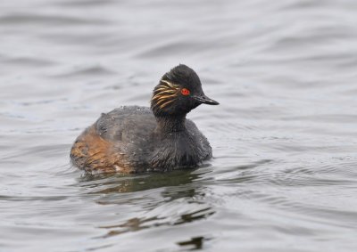 Geoorde Fuut / Black-necked Grebe / Bloemendaal