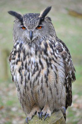 Oehoe / Eurasian Eagle-Owl / Apeldoorn