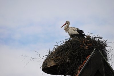 Ooievaar / White Stork / Olst