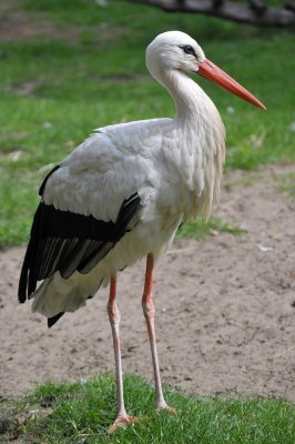 Ooievaar / White Stork / Nordhorn