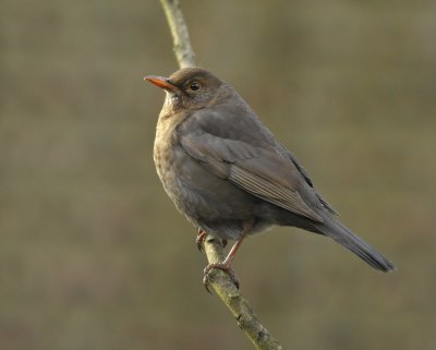 Merel / Common Blackbird