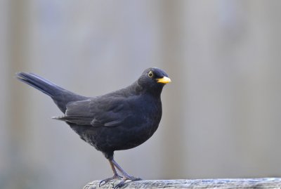 Merel / Common Blackbird