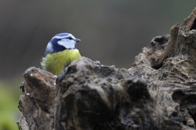 Pimpelmees / European Blue Tit / Hof van Twente