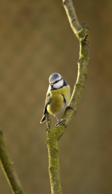 Pimpelmees / European Blue Tit / Eigen tuin