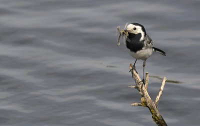 Witte Kwikstaart / White Wagtail / Bloemendaal