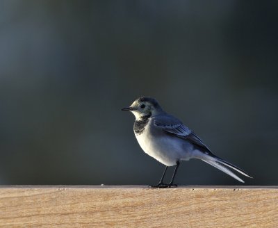 Witte Kwikstaart / White Wagtail / Retentiegebied Hengelo