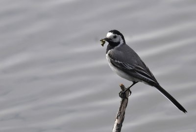 Witte Kwikstaart / White Wagtail / Bloemendaal