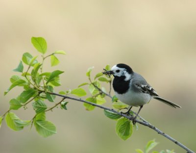 Witte Kwikstaart / White Wagtail / Ruinen (Dr)