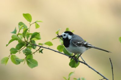 Witte Kwikstaart / White Wagtail / Ruinen (Dr)