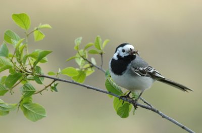 Witte Kwikstaart / White Wagtail / Ruinen (Dr)