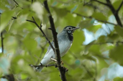 Witte Kwikstaart / White Wagtail / Ruinen (Dr)