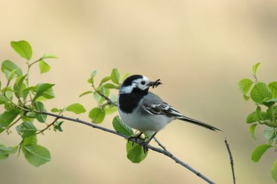 Witte Kwikstaart / White Wagtail / Ruinen (Dr)