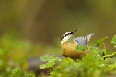 Boomklever / Eurasian Nuthatch / Hof van Twente
