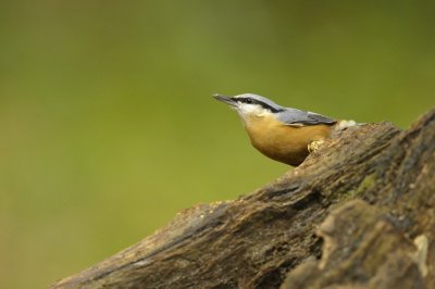 Boomklever / Eurasian Nuthatch / Hof van Twente