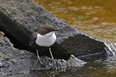 Waterspreeuw / White Throated Dipper / Lonnekermeer (Hengelo)