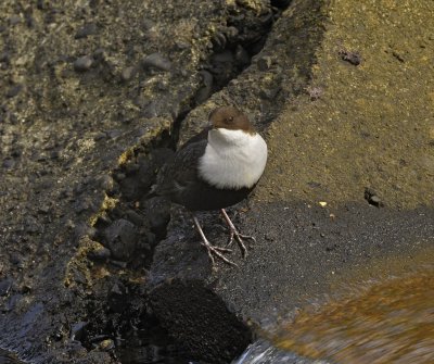 Waterspreeuw / White Throated Dipper / Lonnekermeer (Hengelo)