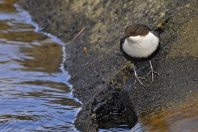 Waterspreeuw / White Throated Dipper / Lonnekermeer (Hengelo)