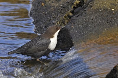 Waterspreeuw / White Throated Dipper / Lonnekermeer (Hengelo)