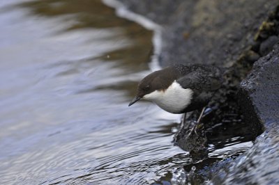 Waterspreeuw / White Throated Dipper / Lonnekermeer (Hengelo)