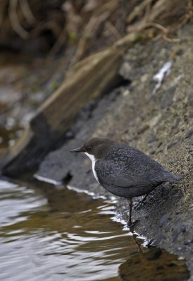 Waterspreeuw / White Throated Dipper / Lonnekermeer (Hengelo)