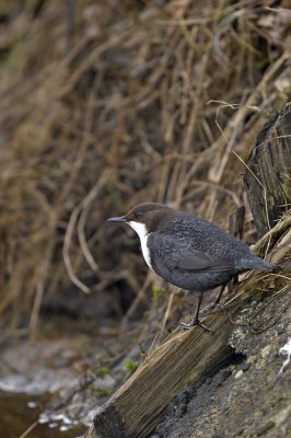 Waterspreeuw / White Throated Dipper / Lonnekermeer (Hengelo)